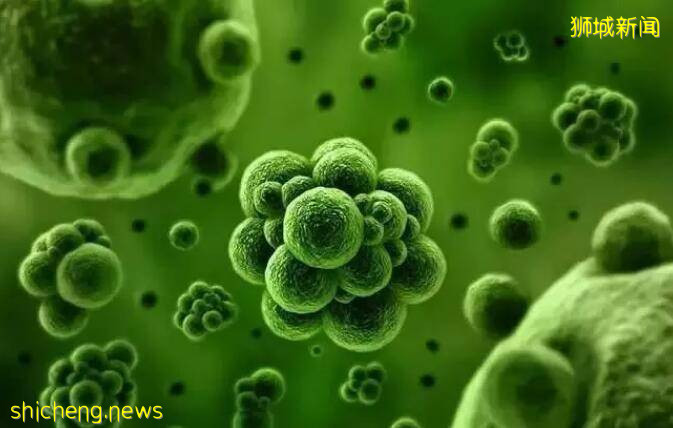 警惕!最近祸害新加坡的印度变异毒株,能够通过气溶胶颗粒传播