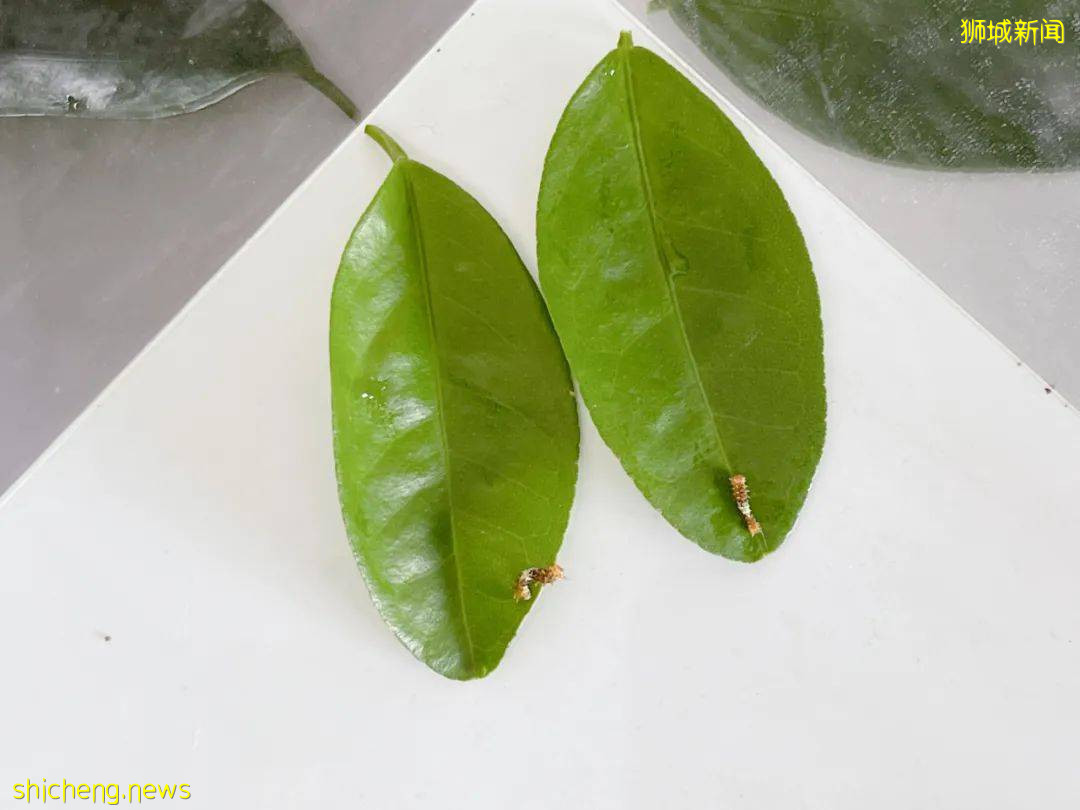 別人家養貓養狗當寵物,我兒子卻喜歡在新加坡養毛毛蟲
