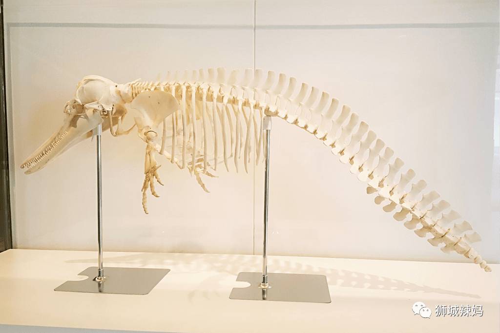 恐龍化石、抹香鯨骨架、初代巨星阿明……100W+動植物標本竟然藏在新加坡這個地方