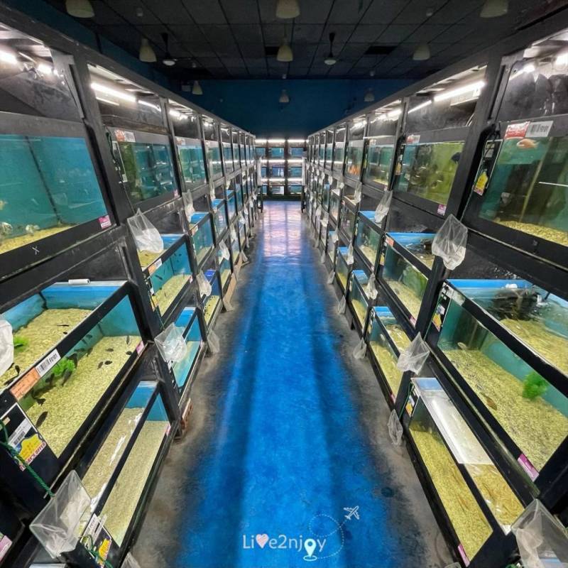 周末新玩法!新加坡仟湖魚場🐟 賞魚+魚療+搜魚體驗活動!免費入場、免費專程巴士載送