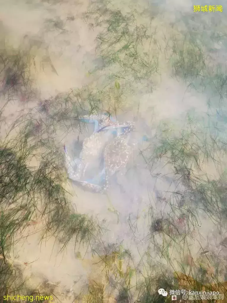 去樟宜海滩赶海吧,那里有最美的日出和从未见过的海洋生物