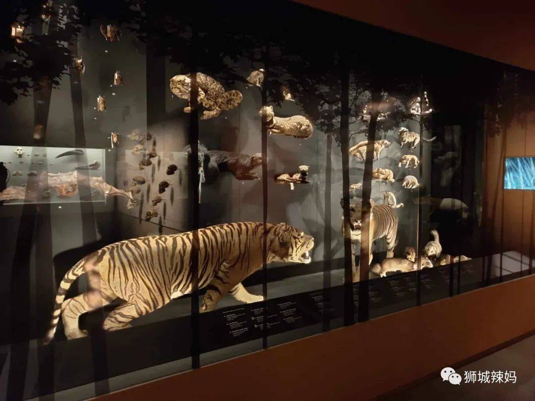 恐龍化石、抹香鯨骨架、初代巨星阿明……100W+動植物標本竟然藏在新加坡這個地方