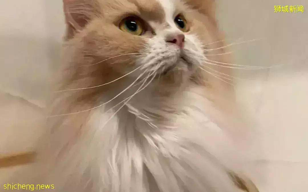 聊天、喝咖啡、撸貓……新加坡愛寵人士聚會好去處,軟萌貓咪等你來