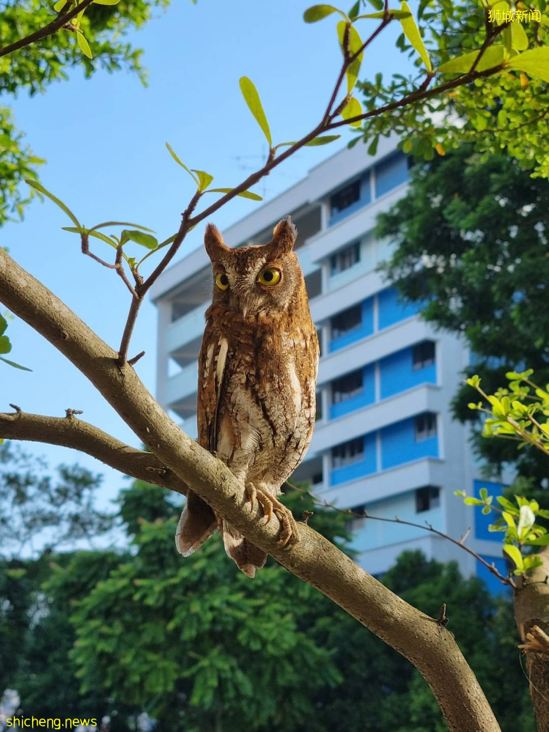 罕见!偶遇新加坡版的小鹿斑比,捡到睡着的猫头鹰
