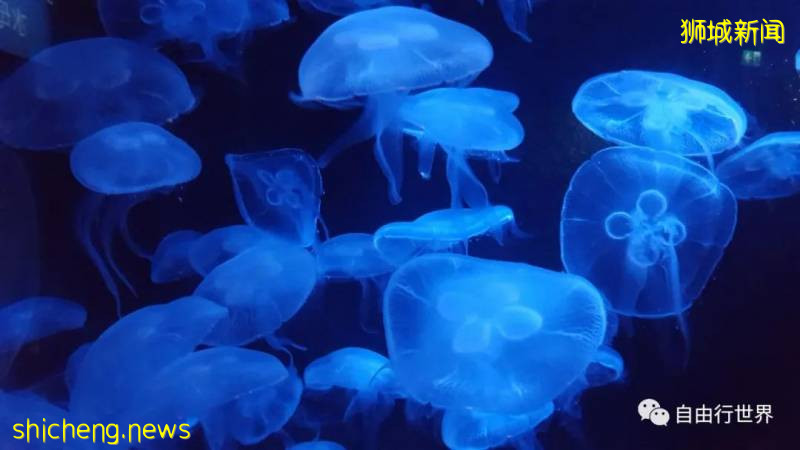 疫情過後,去新加坡不可錯過的16個體驗!