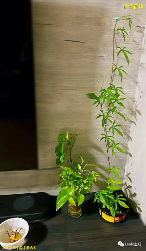 种菜很难吗?不要浪费新加坡政府发的两袋种子