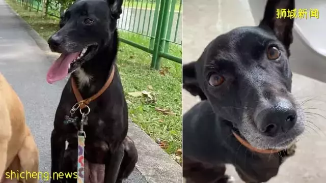 爱犬登机时“逃箱”走失 心急狗主吁大众助寻找