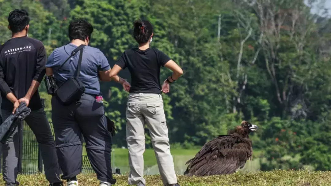 首飞飞不起,二飞仅飞50米,三飞被乌鸦群起攻击……秃鹫不怕,突破困难回家了