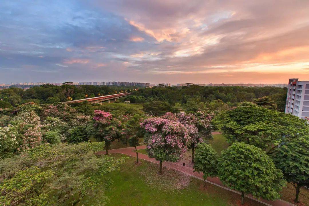 新加坡這些“櫻花公園”火了！$2起限定美食，別讓粉色季節白白溜走啦