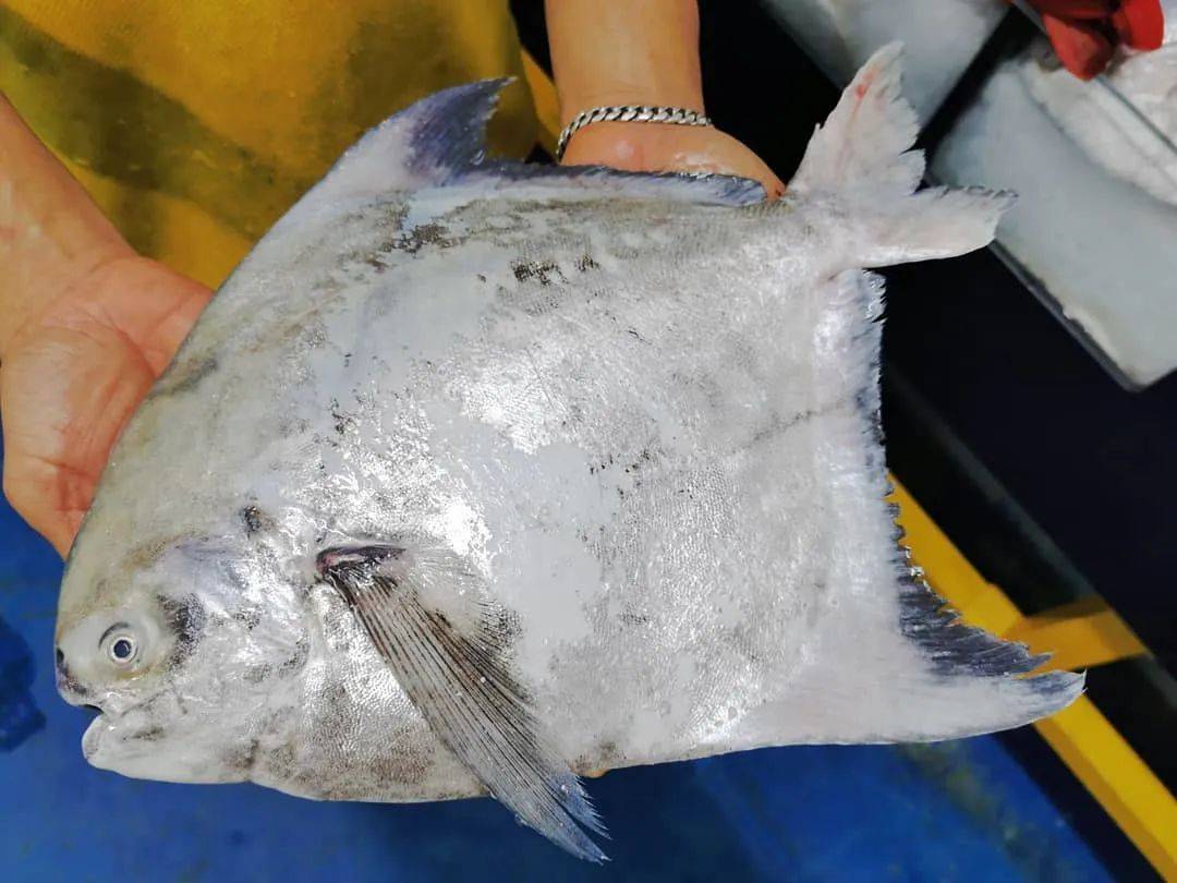 八鲜汇集,鲜闹新春 新加坡精选海鲜大优惠