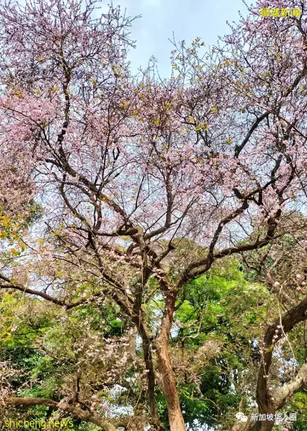 賞花季到啦！全島各地重現“新加坡櫻花”景象！還去日本賞什麽櫻花