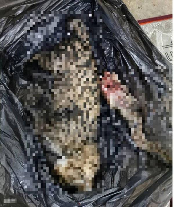恐怖! 猫腿被砍 放血 弃尸