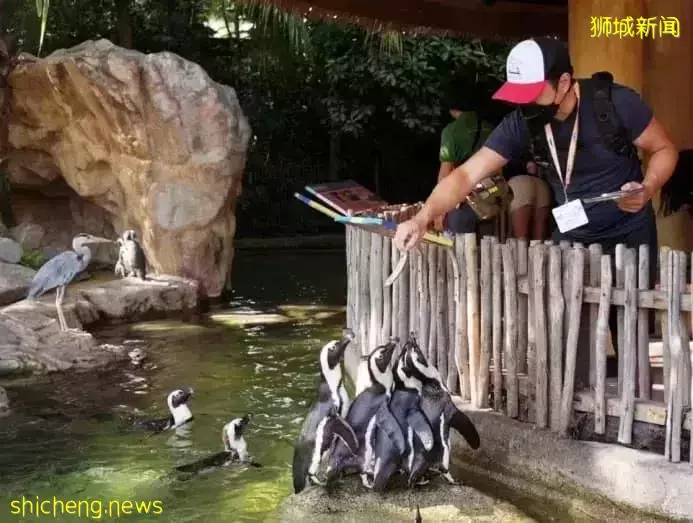 小朋友超爱！裕廊飞禽公园露营！和火烈鸟一起度过美好夜晚