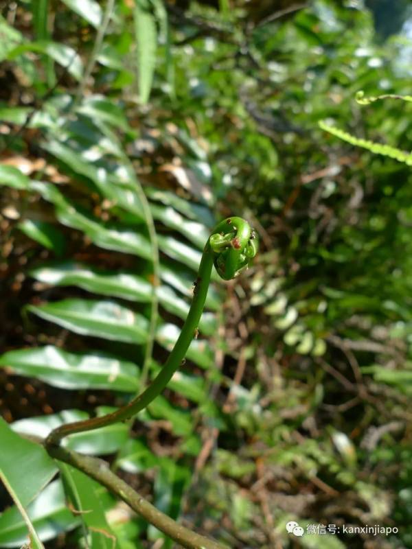 這個蕨類在新加坡被一掃而空,究竟是何方神聖