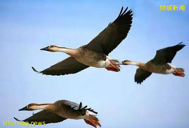 新加坡重要家族部分藏品拍賣預覽!