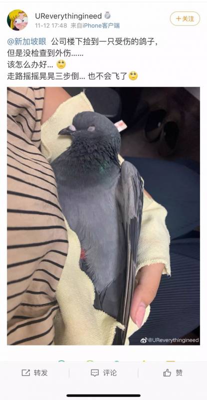 新加坡路遇小动物求救，你可以做什么