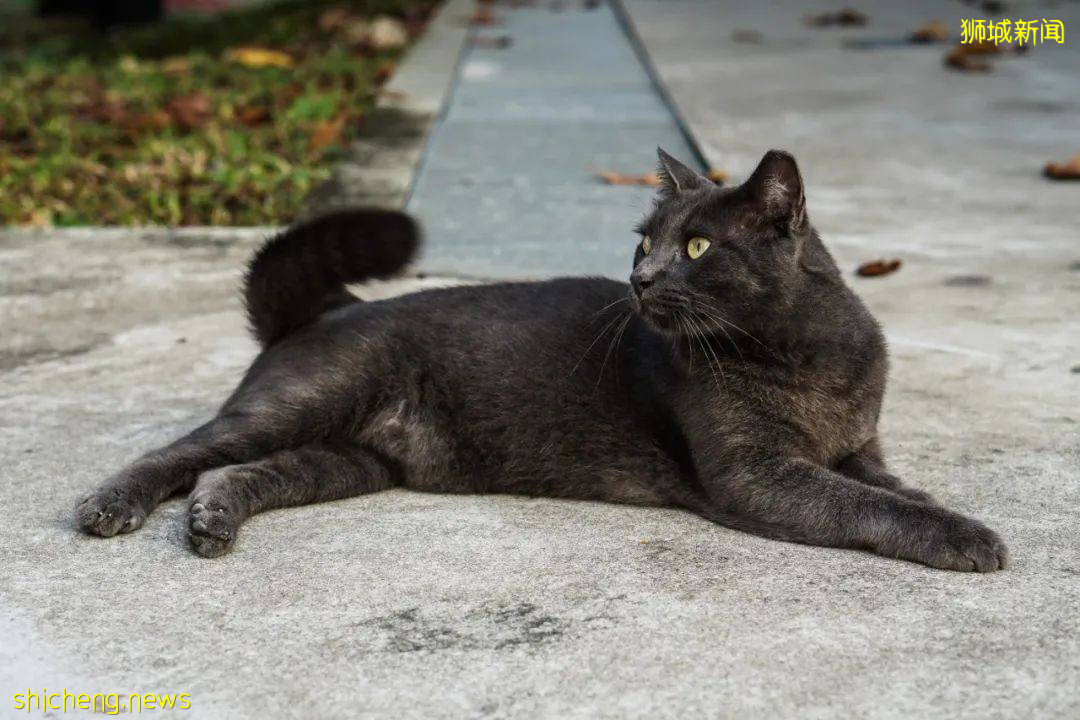 《南洋理工大學撸貓指南》