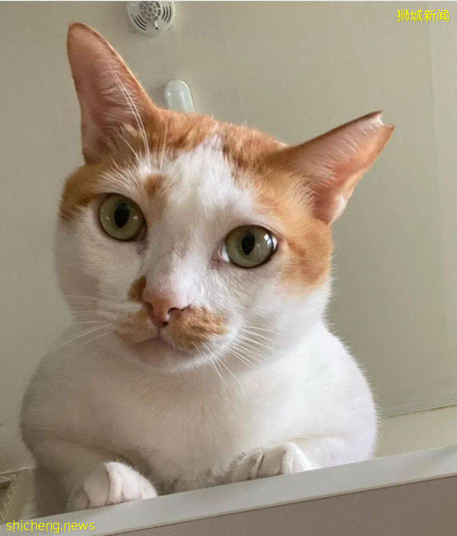 《南洋理工大學撸貓指南》