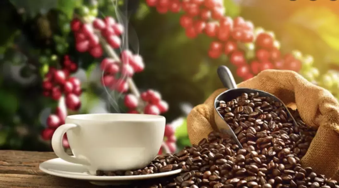 春天来到,找个阳光暖暖的午后一起去喝杯咖啡吧!坡岛这几家氛围感满满的咖啡店你一定不能错过