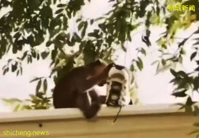 讓人哭笑不得 頑皮猴子變偷鞋賊