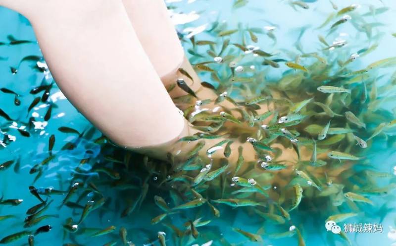 新加坡最大的漁場，35年曆史！免費賞魚，$6釣魚，還有魚療足浴