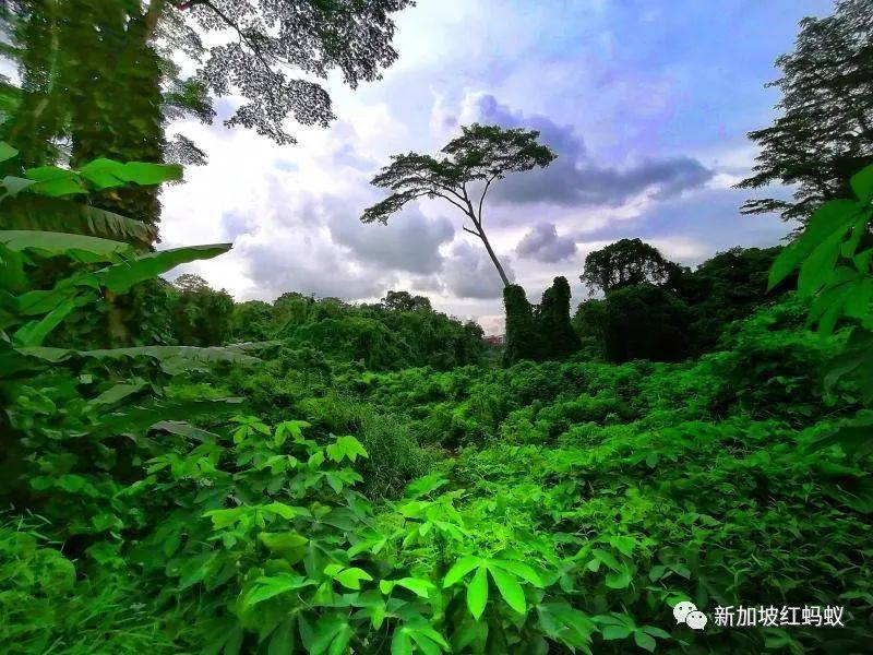 新加坡隐藏版秘境 绝美的金文泰森林