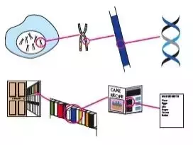 NUS 研究人員發現肝癌細胞産生的新途徑