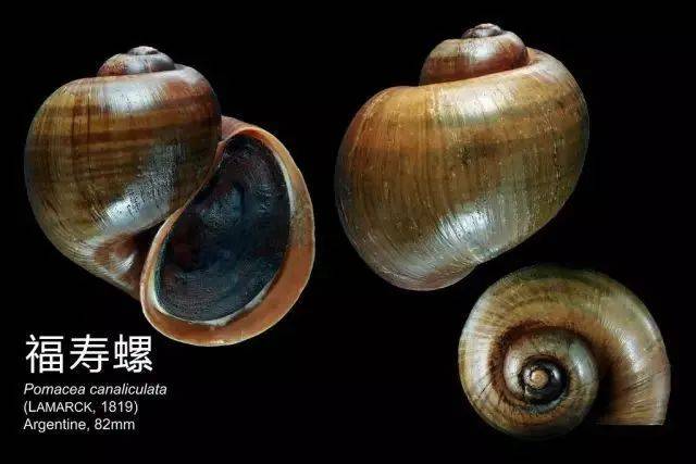 惊!新加坡蓄水池旁出现大量粉色生物……慎点