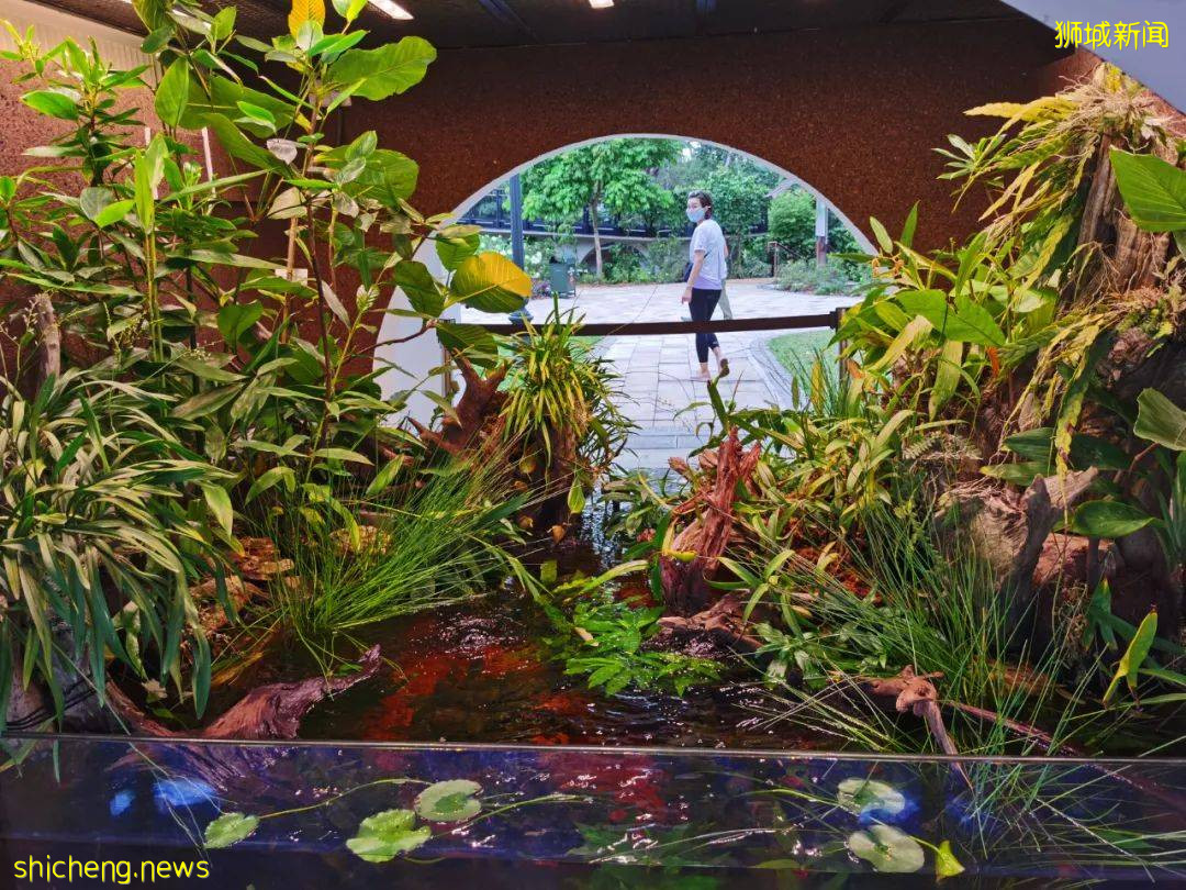 叢林遊樂場、自然博物館、山路徒步……新加坡這個公園翻新後更好玩啦