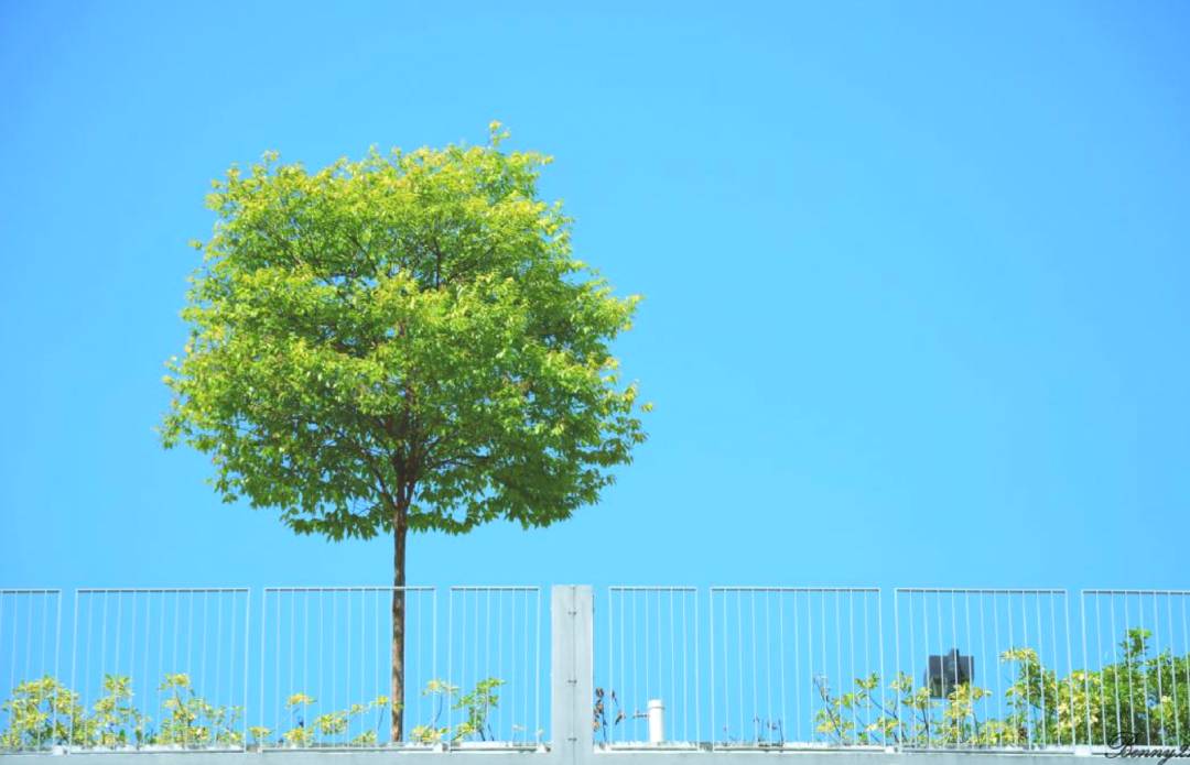 新加坡最美打卡樹集合 一起來看看吧