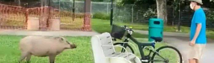 这野猪也太大了，误入巴西立公园，没想到它还遇劲敌