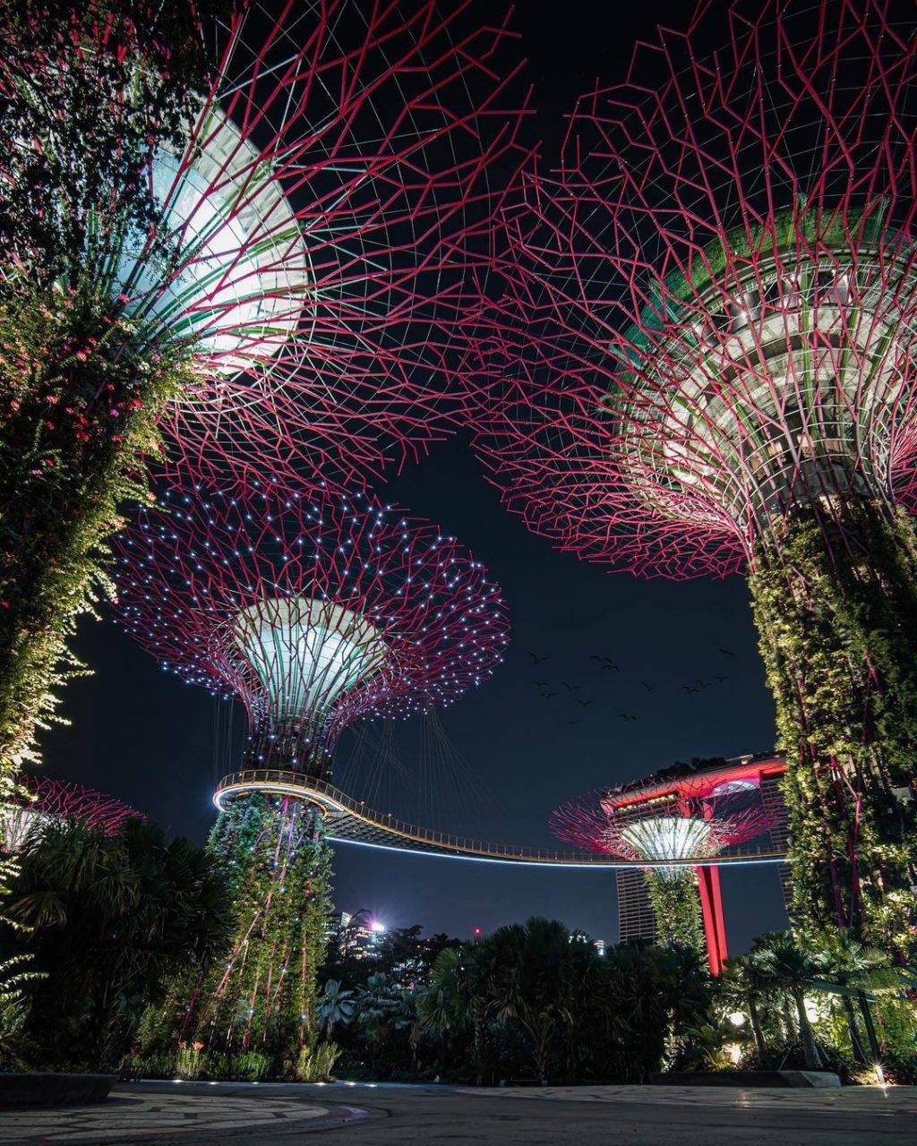 新加坡最美网红树打卡合集🌴壮观古树、根深叶茂,感受大自然的魅力📷
