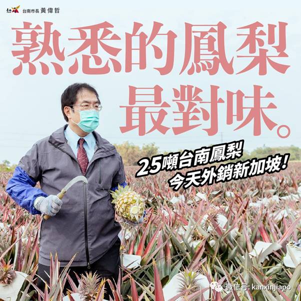 46000吨台湾凤梨被中国大陆拒之门外!其中25吨下周运抵新加坡