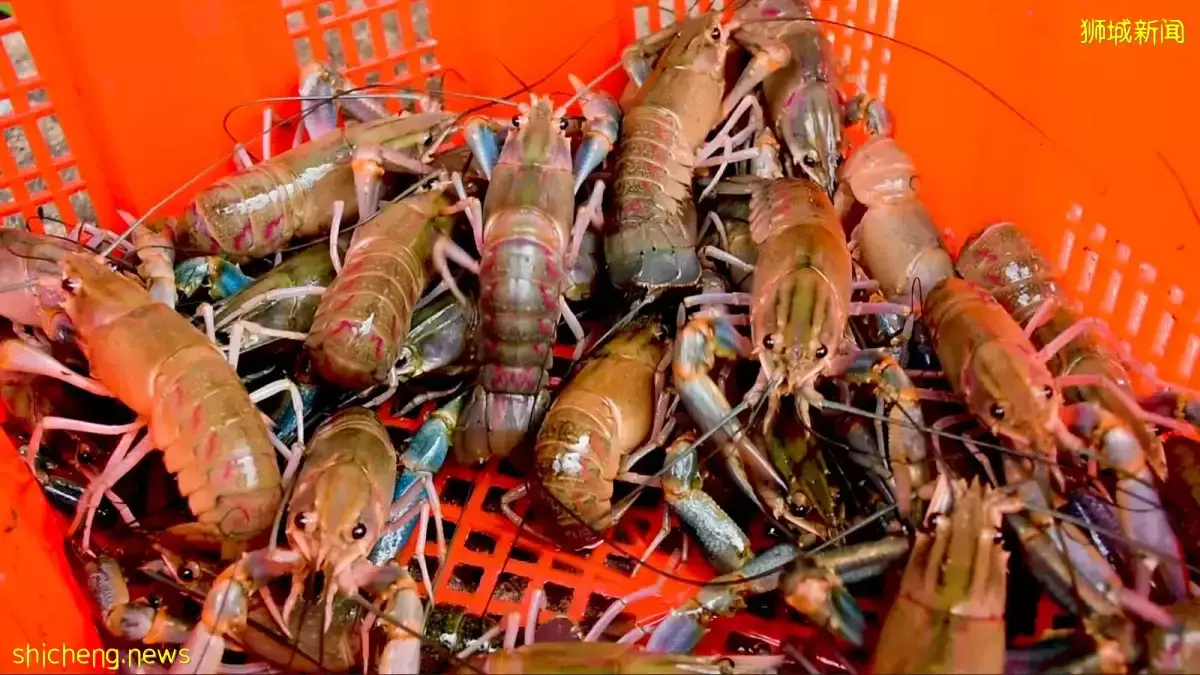 餐饮趋势见机遇 五金行老板开设本地最大小龙虾养殖场