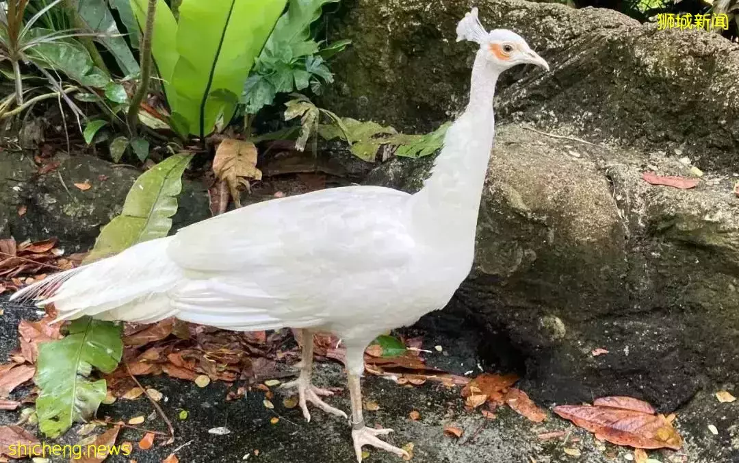 小朋友超爱！裕廊飞禽公园露营！和火烈鸟一起度过美好夜晚