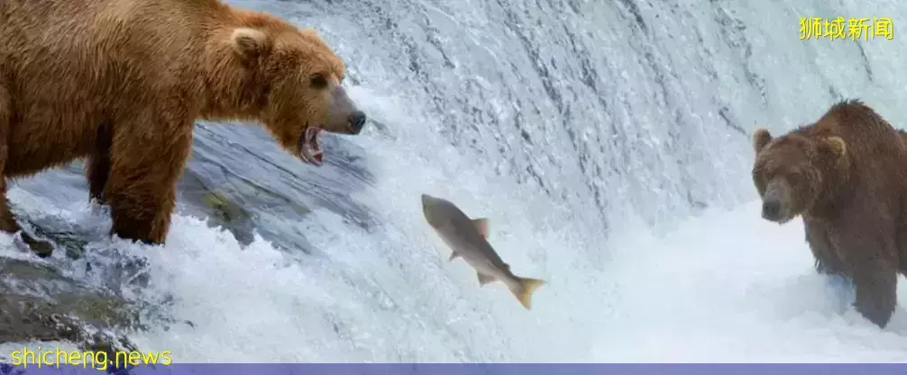 吐血整理：新加坡全島20大生鮮超市，阿拉斯加鲑魚、墨西哥牛油果、澳洲和牛