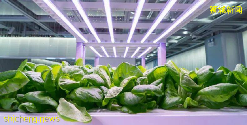 新增4門課程！新加坡理工院校攜手SBF、SMF，培養農商航媒人才