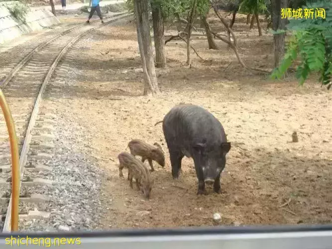 新加坡野猪携四子气势汹汹,撞向市民