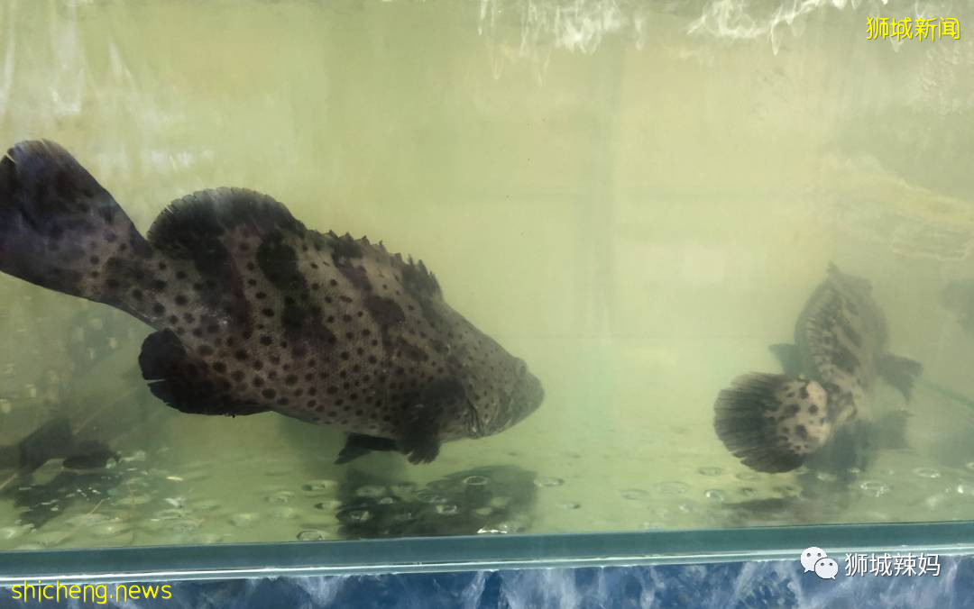 超劃算中國超市！$0.6鮑魚、$8麻辣小龍蝦、活鲫魚、80種海鮮、100多種面食