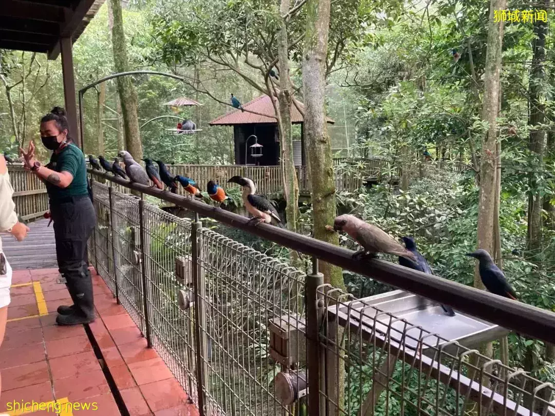 小朋友超爱！裕廊飞禽公园露营！和火烈鸟一起度过美好夜晚