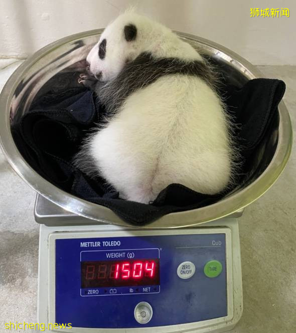 新加坡首只熊猫宝宝茁壮成长,一周就“胖了”七两