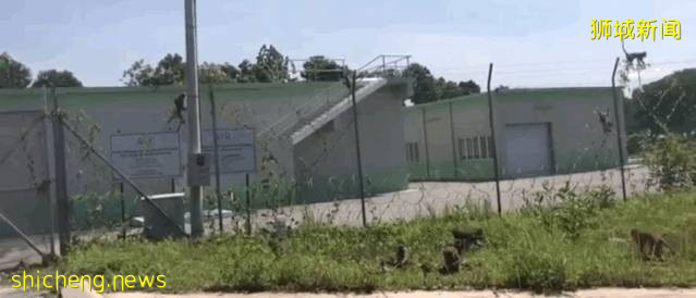 餵食野生動物者將遭罰款?新加坡養寵物你不能不知道的事!