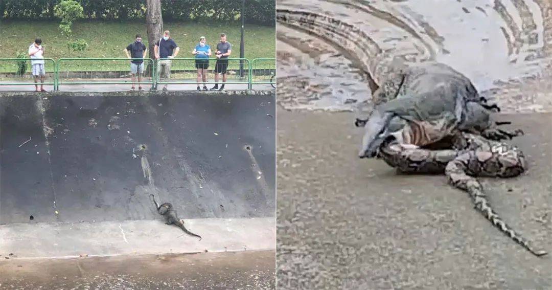 本地惊现“巨蜥吞蟒蛇”现场表演！吃饱了巨蜥还打了个嗝