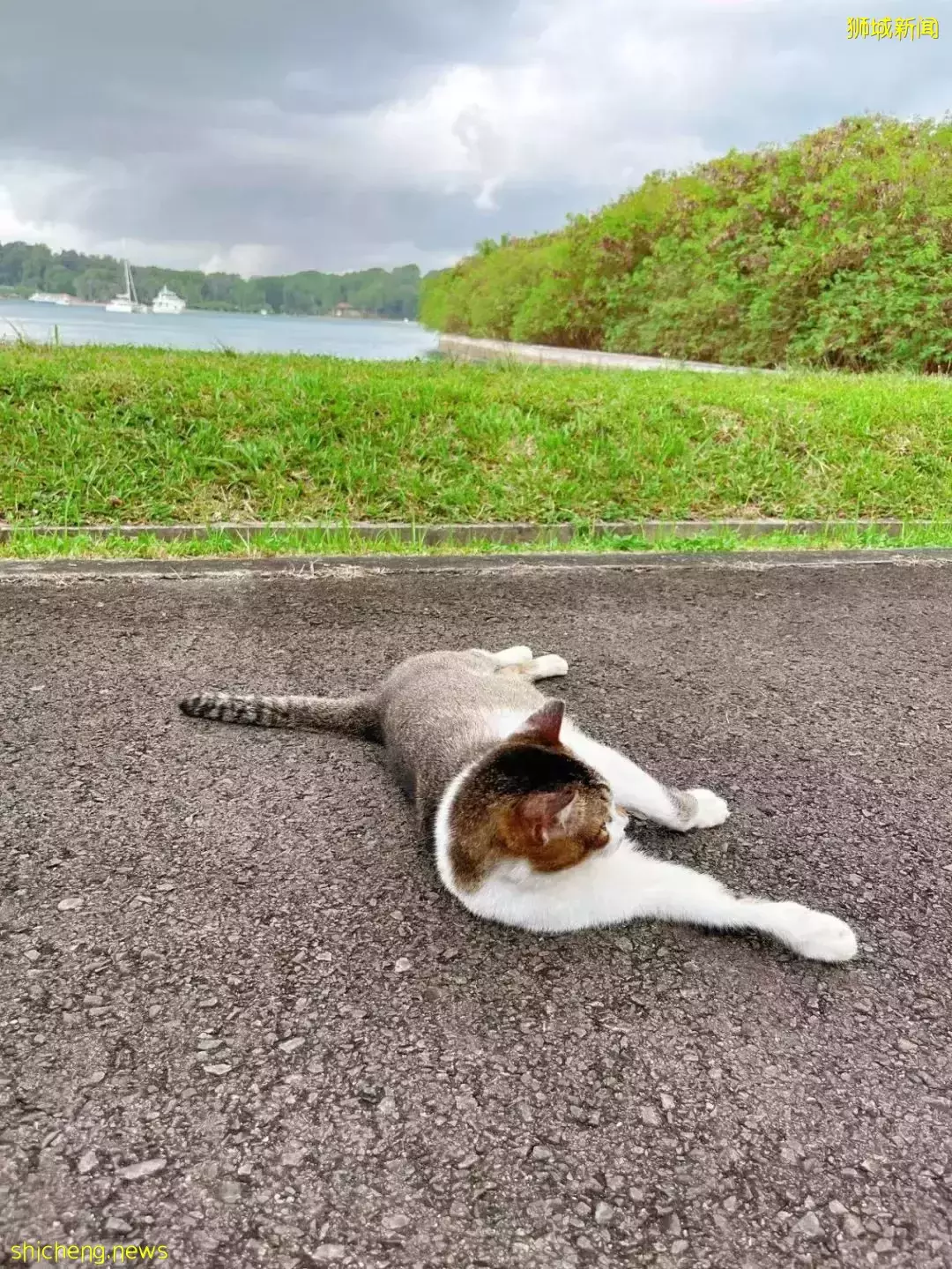 新加坡富人區驚現一匹黑馬奔騰!網友表示:好羨慕花園城市