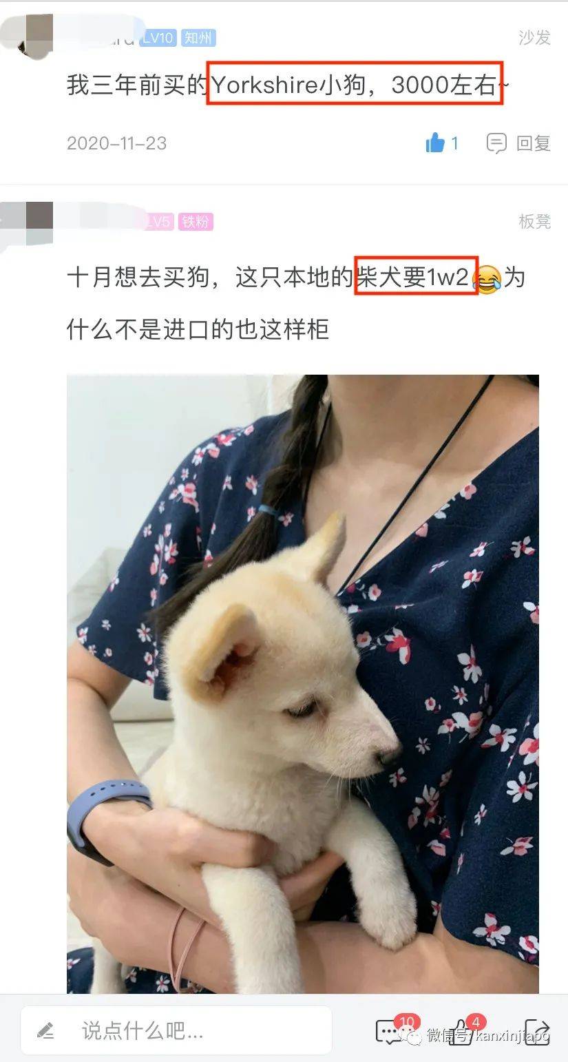 新加坡狗价半年狂飙600%,1万2新币一只的泰迪你能信