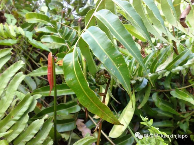 這個蕨類在新加坡被一掃而空,究竟是何方神聖
