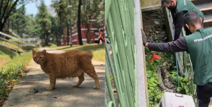 新加坡这家人后院进巨蟒,一口吞下宠物狗!主人惊呆了