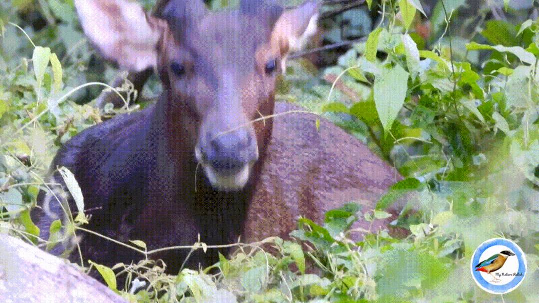 新加坡蓄水池出現恐怖形狀的怪物魚!怎麽來到新加坡的