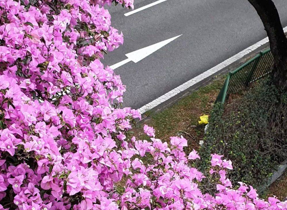 快看!新加坡到处都开花了,一大波美图刷屏