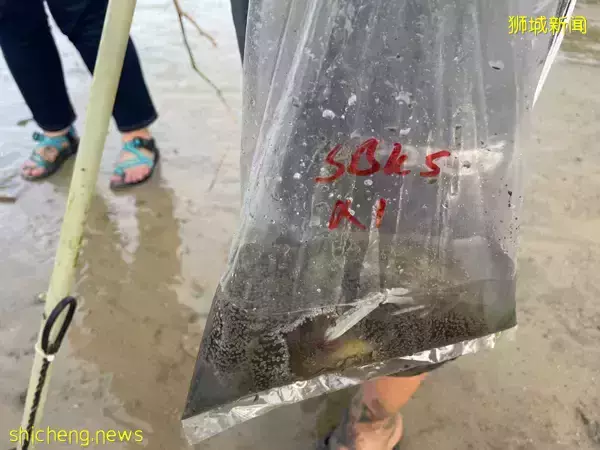 捡起“地毯海葵” 装入袋    男子这样做有错吗